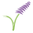 lavender_icon